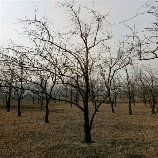 3年生鸡心柿子苗，2公分鸡心柿子苗