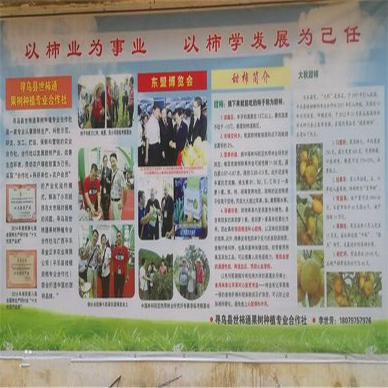 4公分甜柿子樹苗，三年甜柿子樹苗
