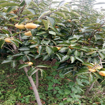 4年生黑柿子树苗，基地批发黑柿子树苗