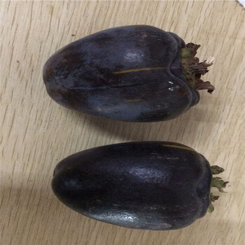 5年柿子苗，1米高柿子苗
