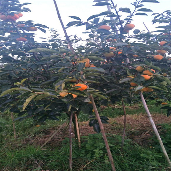 5年太秋柿树苗，2米高太秋柿树苗
