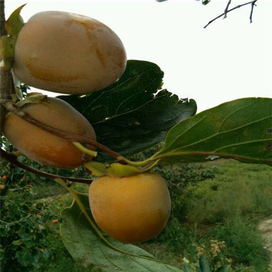 3年生鸡心柿子苗，2公分鸡心柿子苗