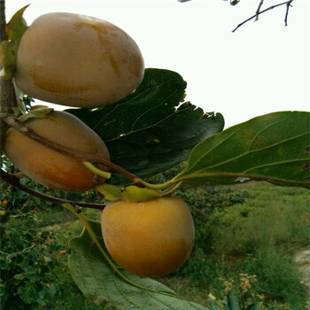 陽豐柿樹苗批發(fā)價格，陽豐柿樹苗栽植成活率