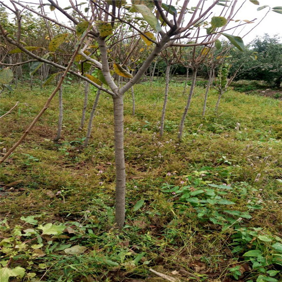 2年甜柿子树苗，基地批发甜柿子树苗