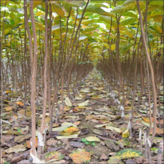 2年甜柿子树苗，基地批发甜柿子树苗