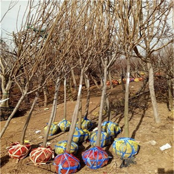 基地批發(fā)陽豐柿樹苗，基地批發(fā)陽豐柿樹苗