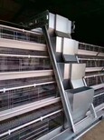 河南金牧人机械设备有限公司_蛋鸡笼自动化养殖设备图片2