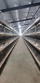 层叠式自动化蛋鸡养殖设备四层