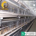 河南金牧人机械设备有限公司_蛋鸡笼自动化养殖设备图片0