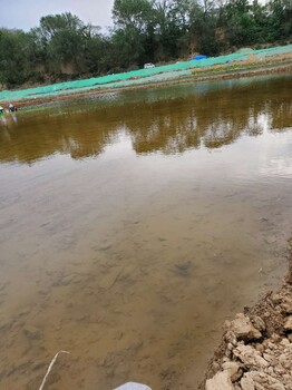 城市景观河道生态修复光合复合菌厂家销售