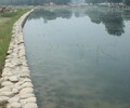 重慶黑臭河道生態修復水質改良微生物菌劑