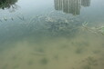 贵州黑臭河道生态修复水质改良微生物菌剂