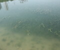 天津城市河道生態修復水質改良微生物菌劑