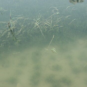 山东黑臭河道生态修复水质改良微生物菌剂