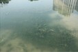 陜西湖泊河道水質生態修復工程微生物改良劑