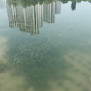 廣東景觀水生態(tài)修復(fù)水質(zhì)凈化復(fù)合微生物