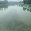 河南黑臭河道水體生態(tài)治理工程微生物凈化劑