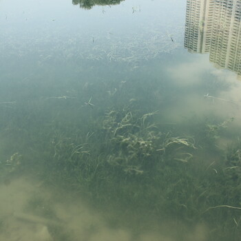 貴州水體生態(tài)修復治理工程微生物環(huán)境修復劑