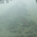 廣東微生物河道水體凈化EM菌廠家銷售