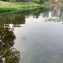 浙江水生態(tài)環(huán)境治理沉水植物促根保根促生劑