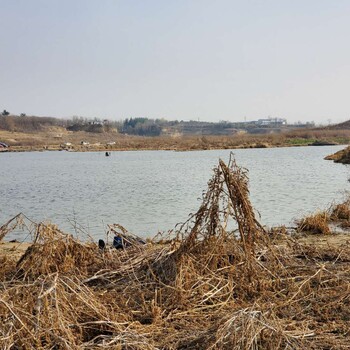 黑龙江城市河道湖泊水体治理底质改良剂