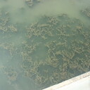 河南污染水體微生物制劑生態(tài)修復(fù)技術(shù)產(chǎn)品