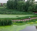广东绿藻水体净化复合凝聚剂