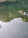 福建城市污染水體治理底泥生物固化技術(shù)