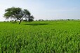 广西复合微生物污染土壤原位剂