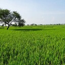 甘肅礦山土壤基質(zhì)改良微生物土壤改良劑