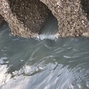 上海河道修復(fù)工程微生物制劑EM菌