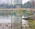 安徽水环境治理技术工程光合复合菌