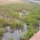阜陽城市河道修復(fù)工程原位底泥修復(fù)劑
