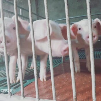 母猪产床批发价格母猪产床生产厂家