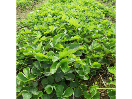 今年穴盤草莓苗、穴盤草莓苗種植基地