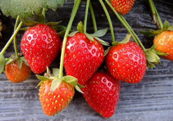 抗病毒的草莓苗种苗