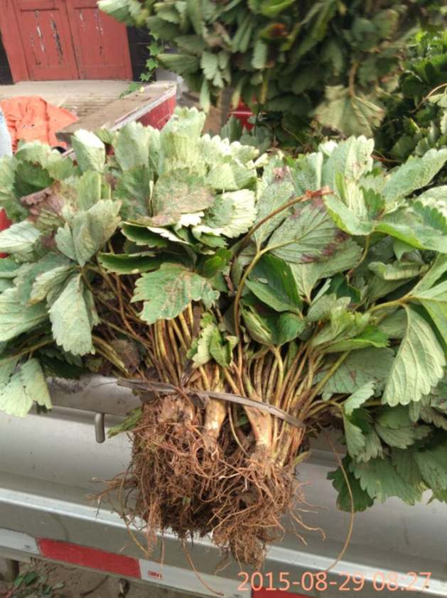 脫毒草莓苗穴盤苗幾月栽種