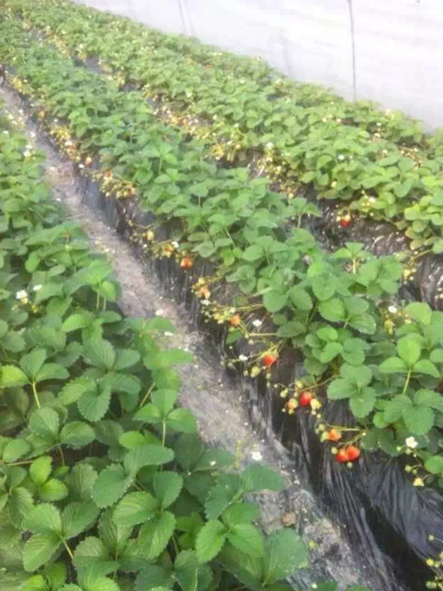品種草莓苗、草莓苗行情