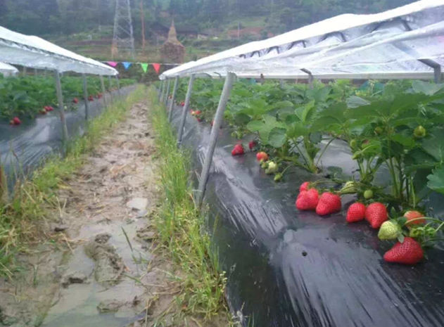 哪里有草莓苗扩散苗价格及报价