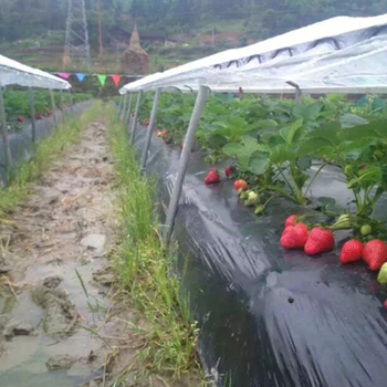 供應(yīng)穴盤草莓苗種植方法