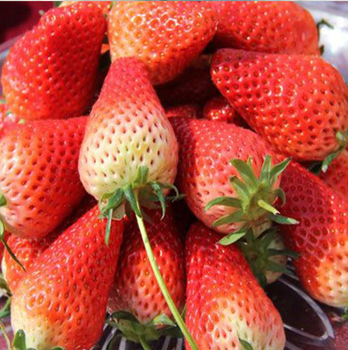 早熟小白草莓苗亩产量多少