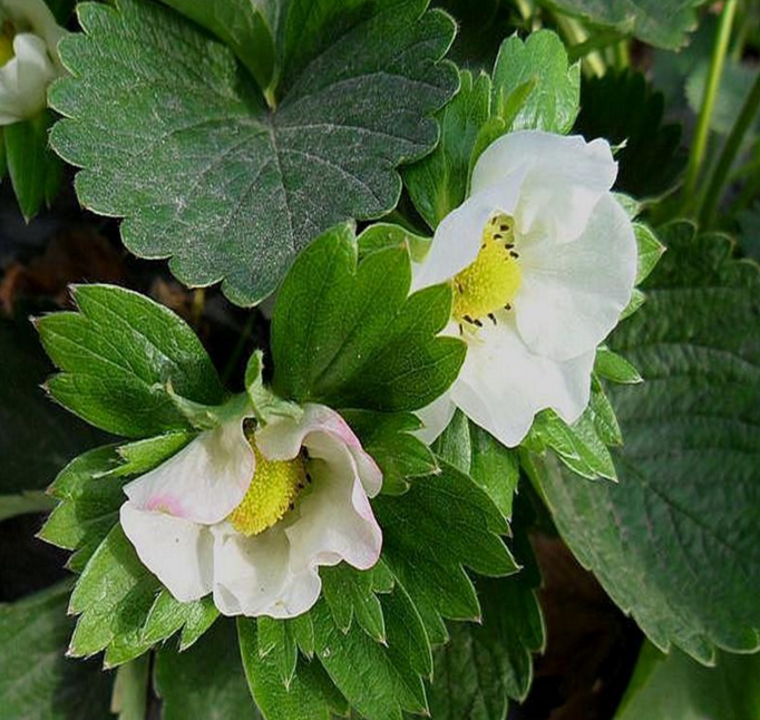 哪里有妙香7號草莓苗原產(chǎn)地