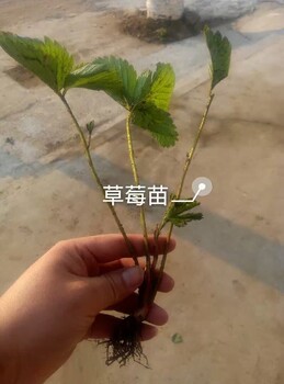 大棚草莓苗脫毒苗技術(shù)有