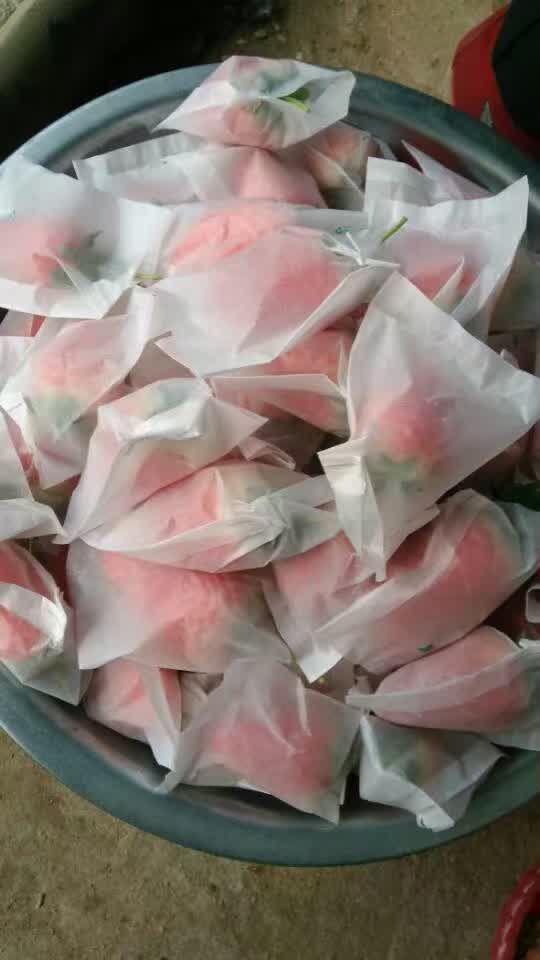 效益高的草莓苗三葉一芯