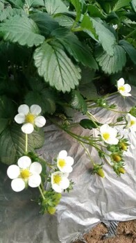 供應(yīng)妙香3號(hào)草莓苗三葉一芯