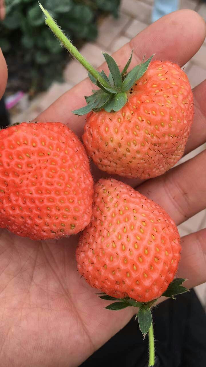 抗逆性強的嬌姬草莓苗、嬌姬草莓苗種植