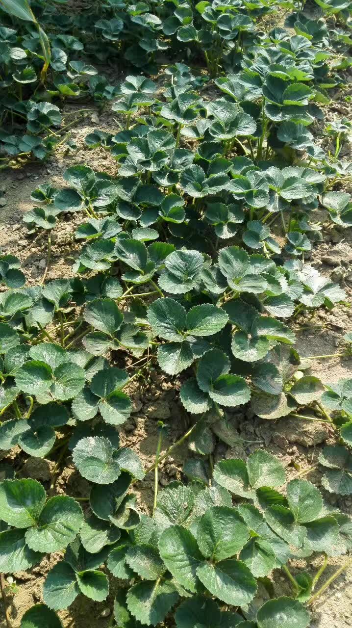 盆栽四季紅花草莓苗三葉一芯