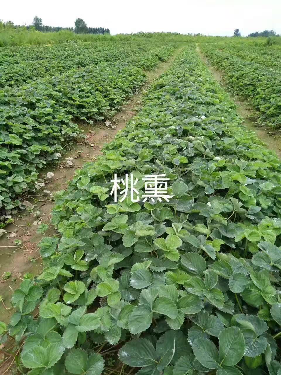 产量高的小白草莓苗种植基地