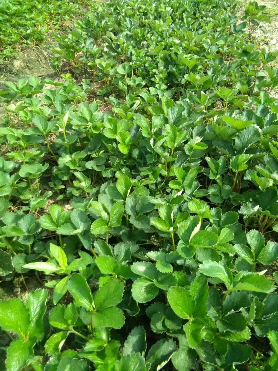 露天种植的草莓苗、草莓苗种植方法