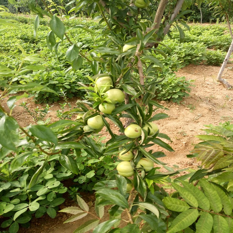 哪里有味馨李子苗,味馨李子苗大型种植园需修剪什么树形